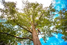 Best Emergency Tree Removal  in Ladera Ranch, CA