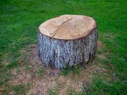 Best Firewood Processing and Delivery  in Ladera Ranch, CA