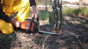 Best Tree Health Inspection  in Ladera Ranch, CA