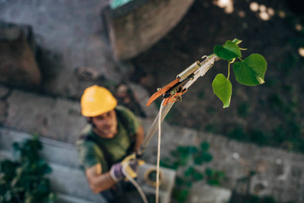 Best Tree Disease Treatment  in Ladera Ranch, CA