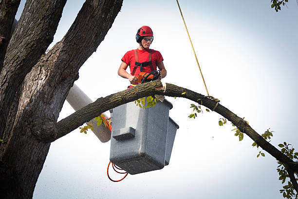 Best Stump Grinding and Removal  in Ladera Ranch, CA