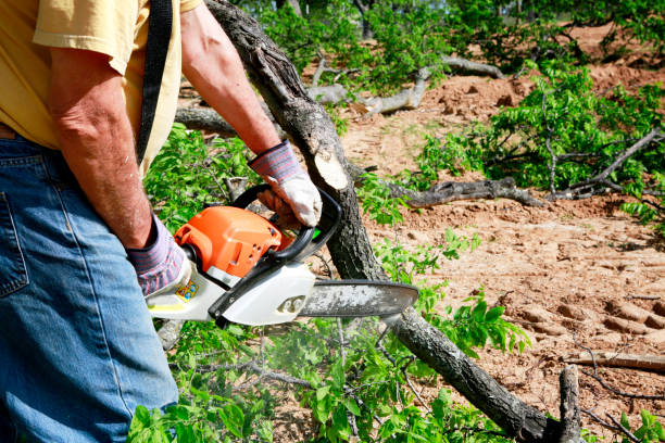 How Our Tree Care Process Works  in  Ladera Ranch, CA